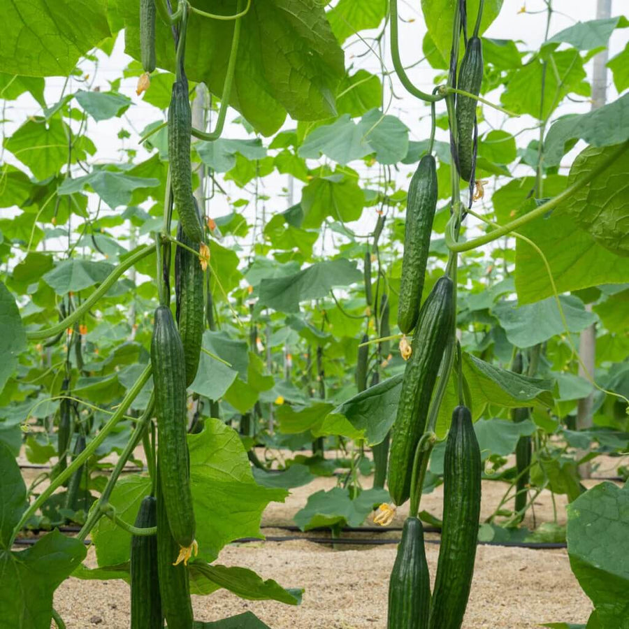 Burpless Cucumber Seeds