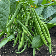 Green Bush Bean Seeds