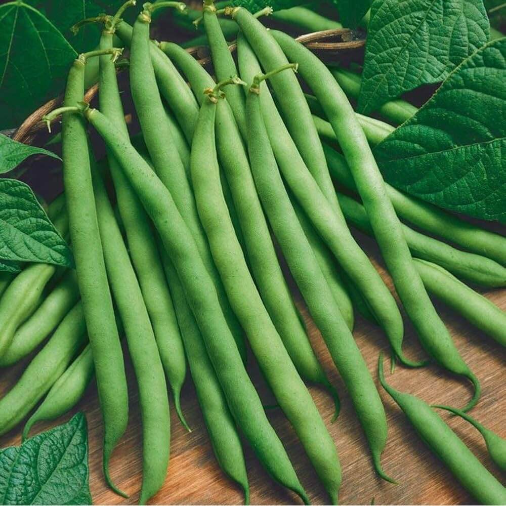 Green Bush Bean Seeds