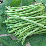 Green Bush Bean Seeds
