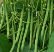 Green Bush Bean Seeds