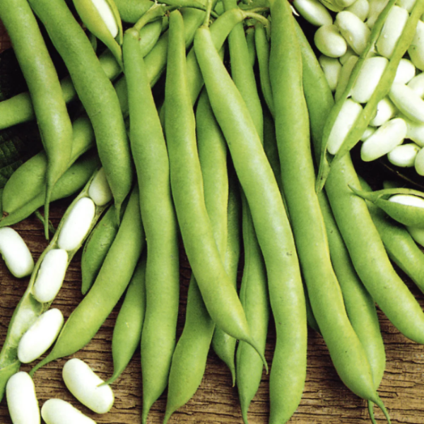 White Bush Bean Seeds