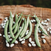 White Bush Bean Seeds