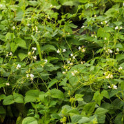Bush Beans Seeds - All In One For Home Gardens