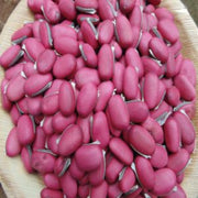 Bush Beans Seeds - All In One For Home Gardens