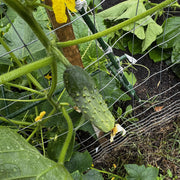 Bush Cucumber Seeds