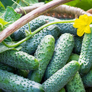 Bush Cucumber Seeds