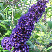 Purple Butterfly Bush Seeds