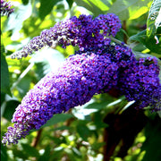 Purple Butterfly Bush Seeds