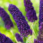 Purple Butterfly Bush Seeds