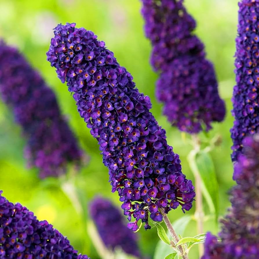 Purple Butterfly Bush Seeds