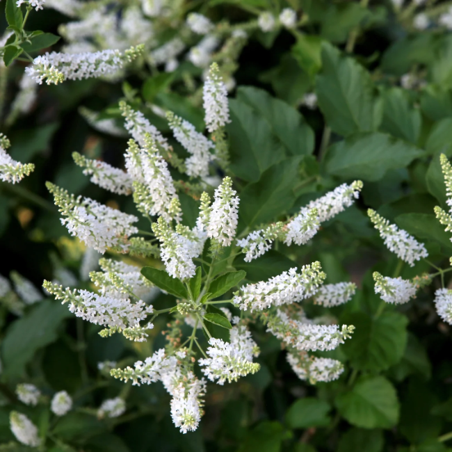 White Butterfly Bush Seeds