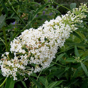 White Buddleia Butterfly Bush Seeds
