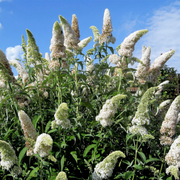 White Butterfly Bush Seeds