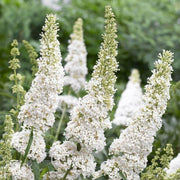 White Buddleia Butterfly Bush Seeds