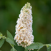 White Buddleia Butterfly Bush Seeds