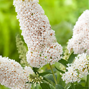 White Butterfly Bush Seeds