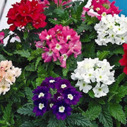 Butterfly Garden Kit