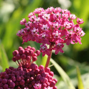 Milkweed Seeds – Asclepias spp.