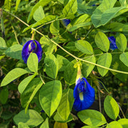 Blue Butterfly Pea Seeds