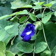 Blue Butterfly Pea Seeds