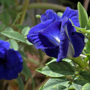 Clitoria Ternatea Butterfly Pea Seeds