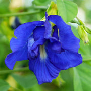 Clitoria Ternatea Butterfly Pea Seeds