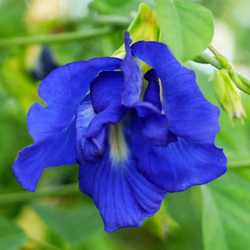 Clitoria Ternatea Butterfly Pea Seeds