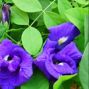 Purple Butterfly Pea Seeds