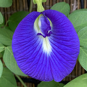 Purple Butterfly Pea Seeds