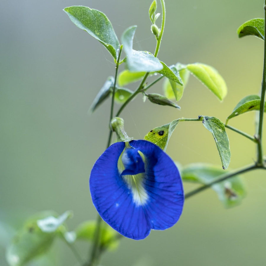 Blue Butterfly Pea Seeds