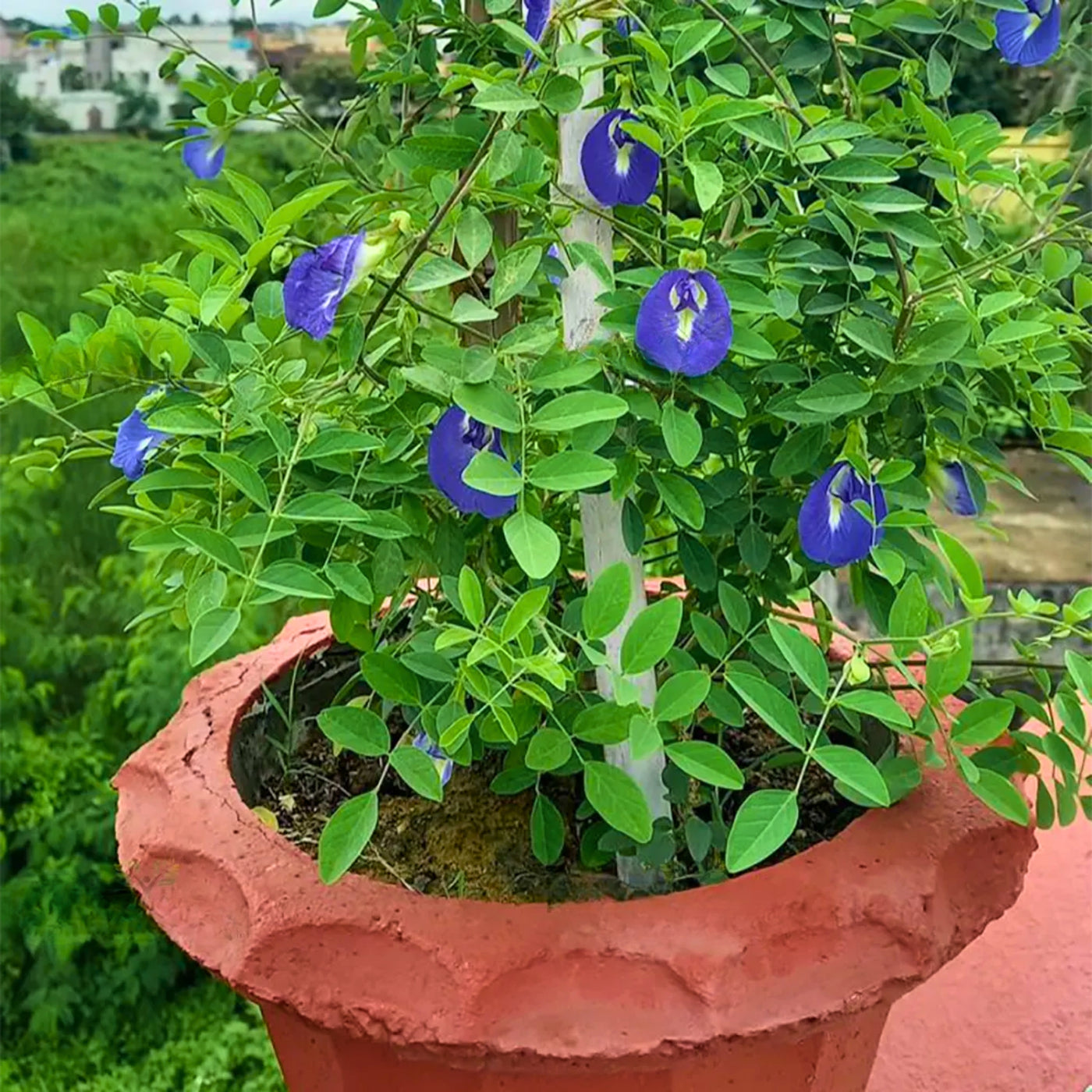 Butterfly Pea Seeds – Clitoria ternatea