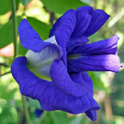 Clitoria Ternatea Butterfly Pea Seeds