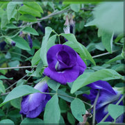 Purple Butterfly Pea Seeds