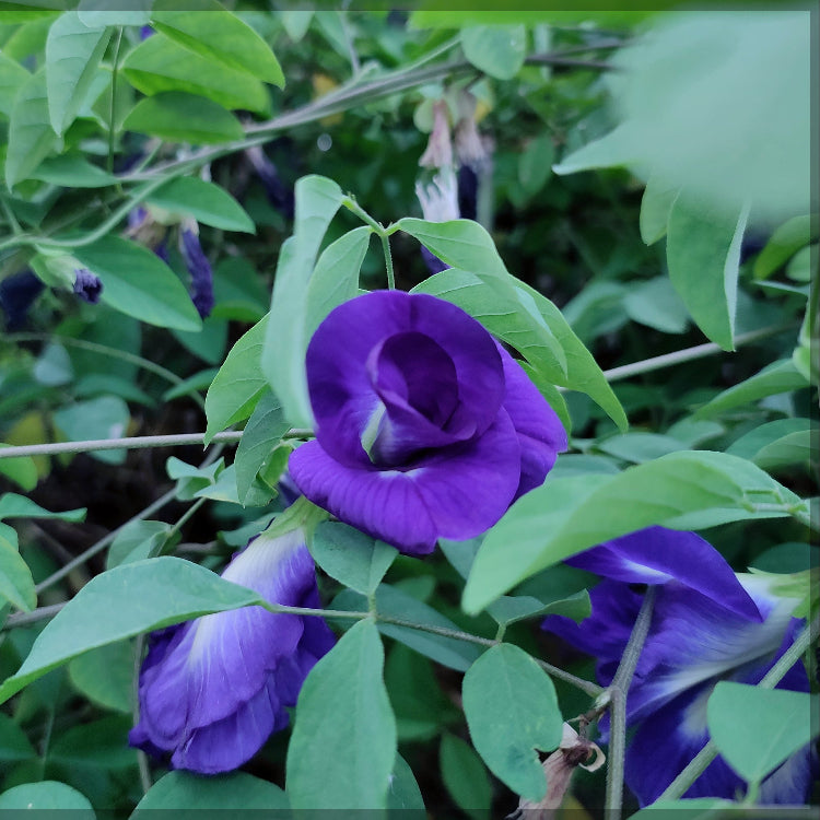 Purple Butterfly Pea Seeds