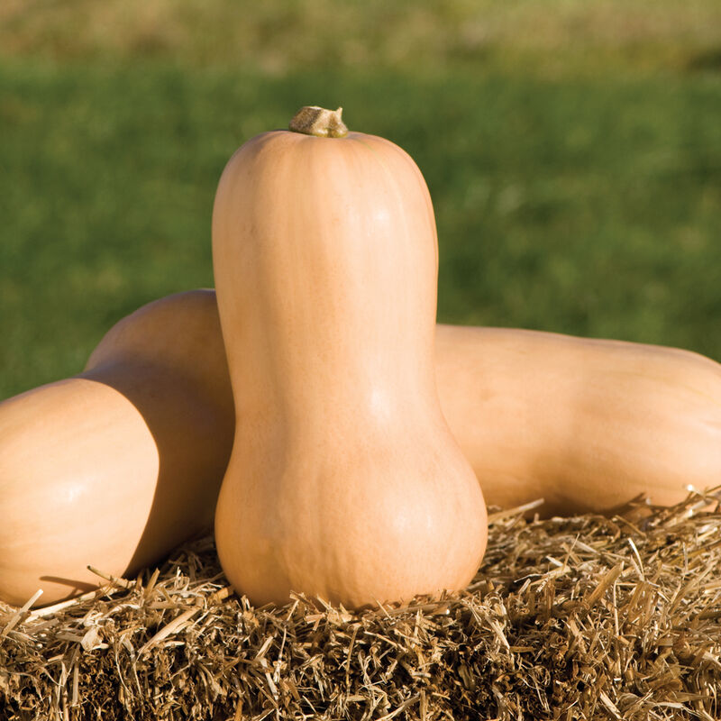Waltham Butternut Squash Seeds