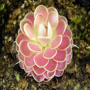 Carnivorous Butterwort Seeds