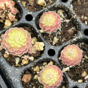 Carnivorous Butterwort Seeds