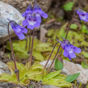 Common Butterwort Seeds
