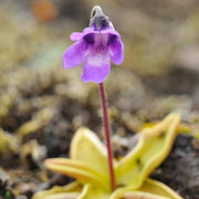 Common Butterwort Seeds
