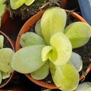Giant Butterwort Seeds