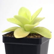 Giant Butterwort Seeds