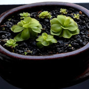 Mexican Butterwort Seeds