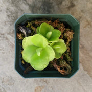 Mexican Butterwort Seeds