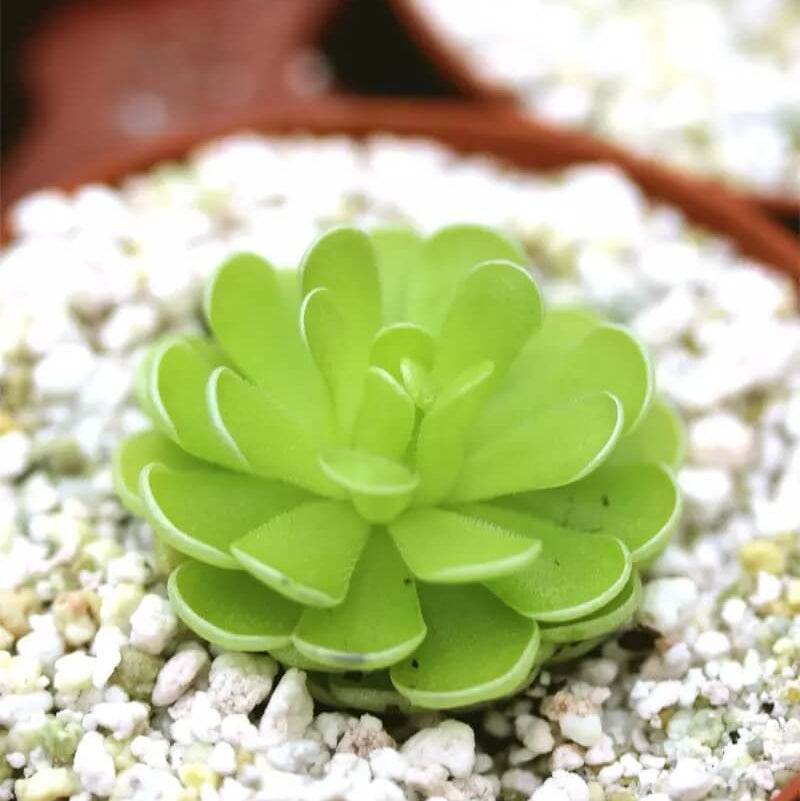 Butterwort Seeds
