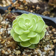 Butterwort Seeds