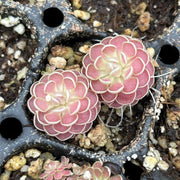 Carnivorous Butterwort Seeds