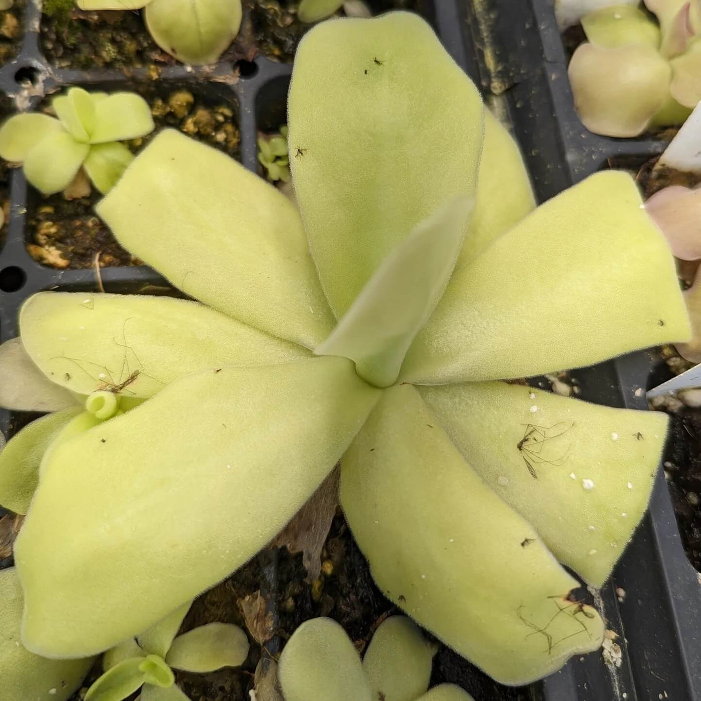 Giant Butterwort Seeds