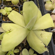 Giant Butterwort Seeds