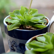 Mexican Butterwort Seeds